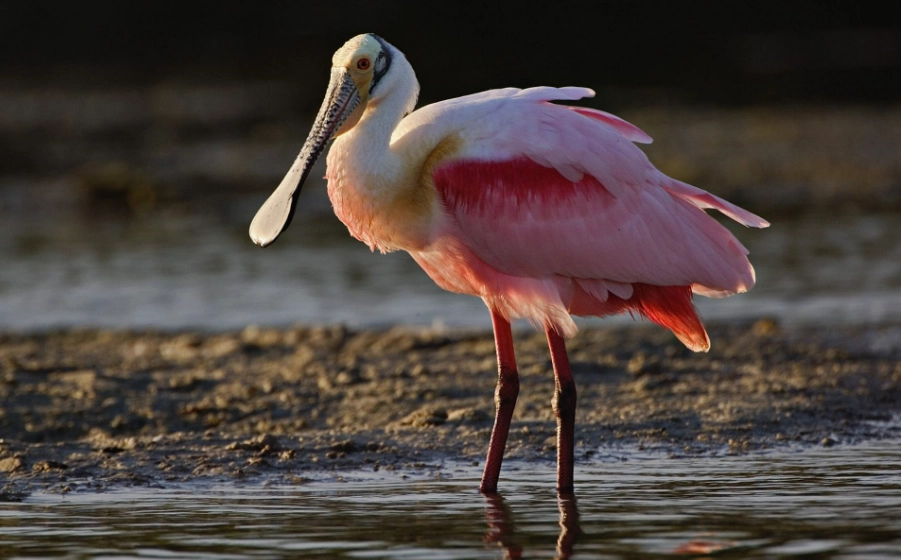 roseate spoonbill facts