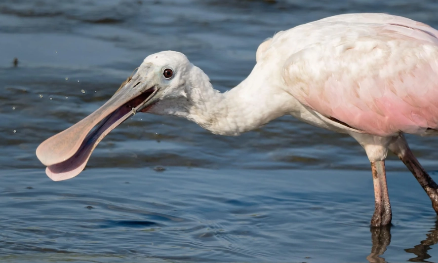 where to see roseate spoonbill