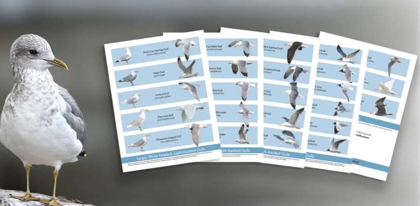 seagull identification