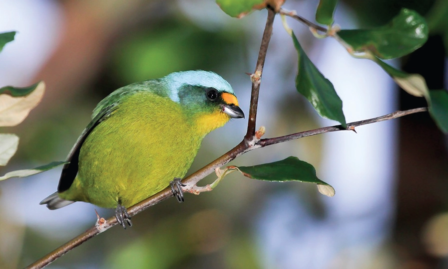 birdwatching Caribbean islands