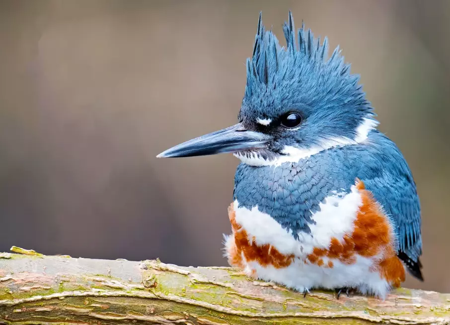 waterbird birding tips