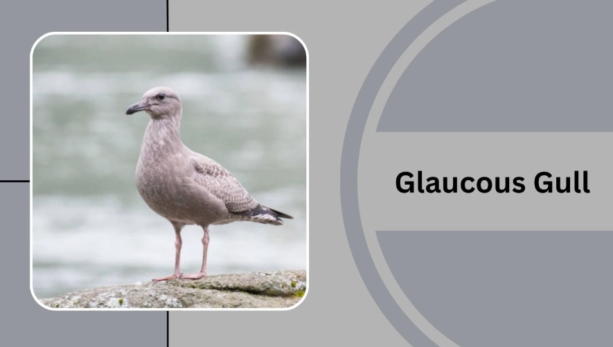 how to identify gulls