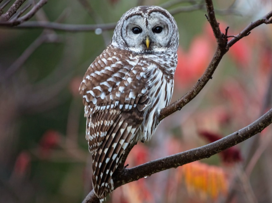 owl watching tips