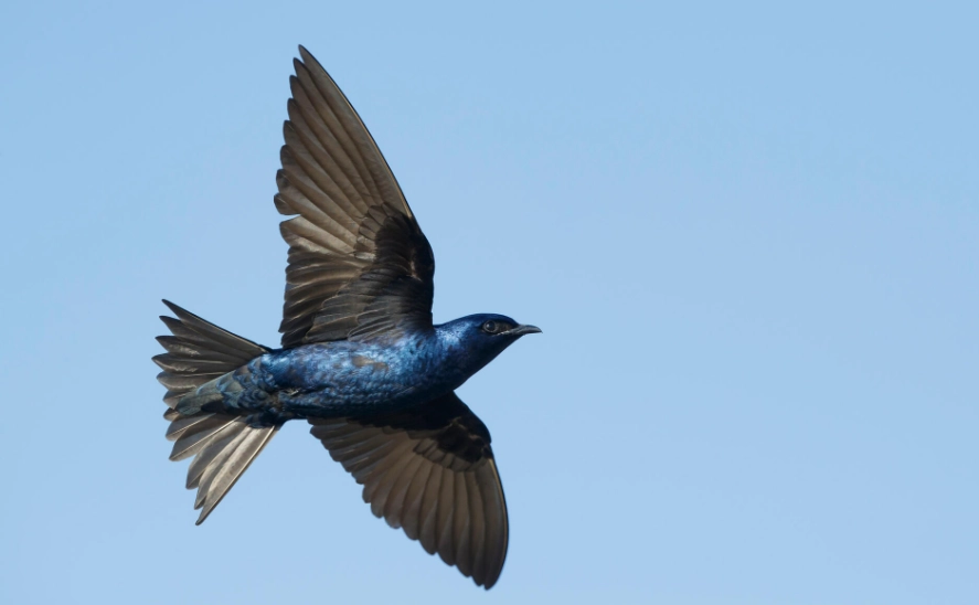 attract purple martins