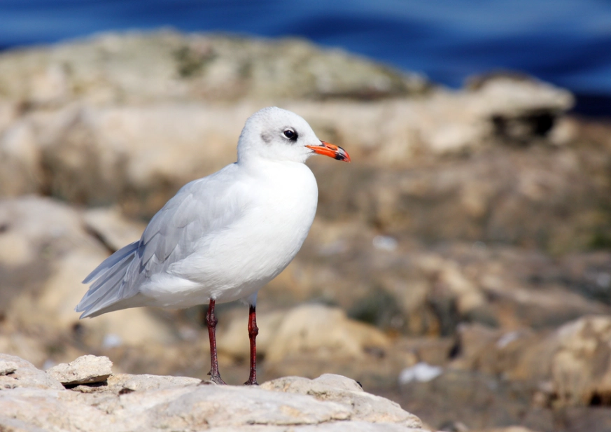 best birdwatching spots Mediterranean