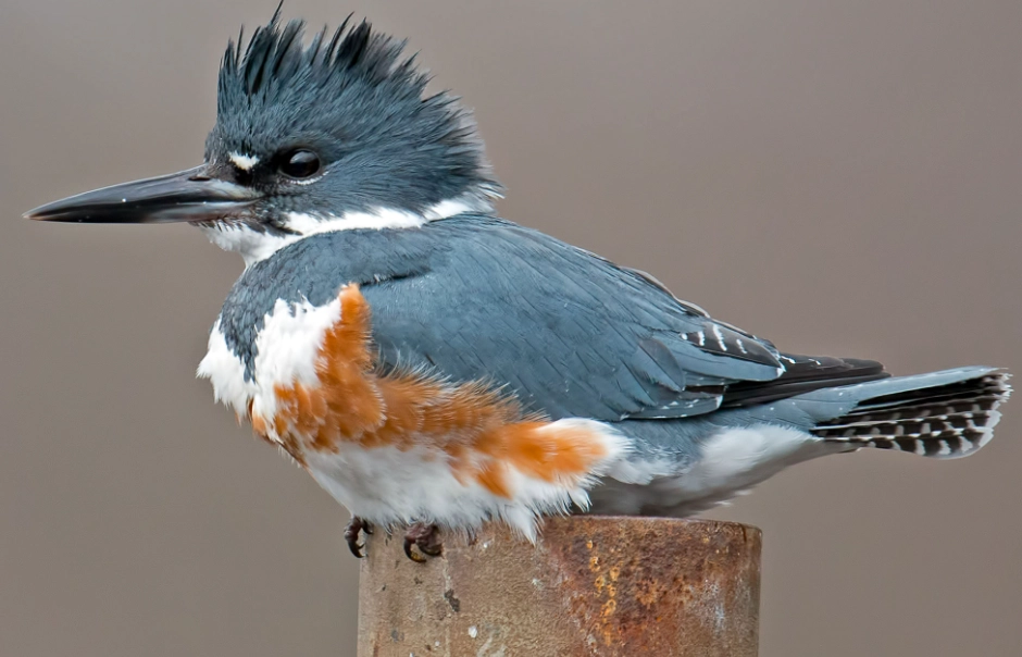 belted kingfisher