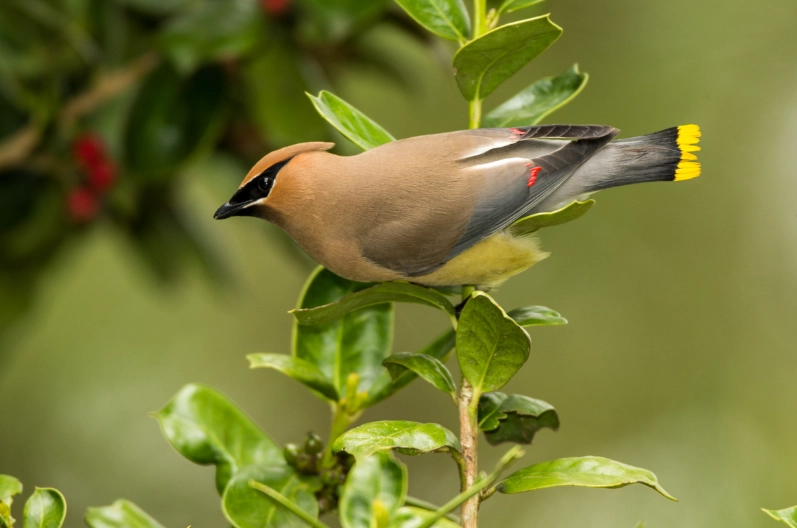 cedar waxwing identification