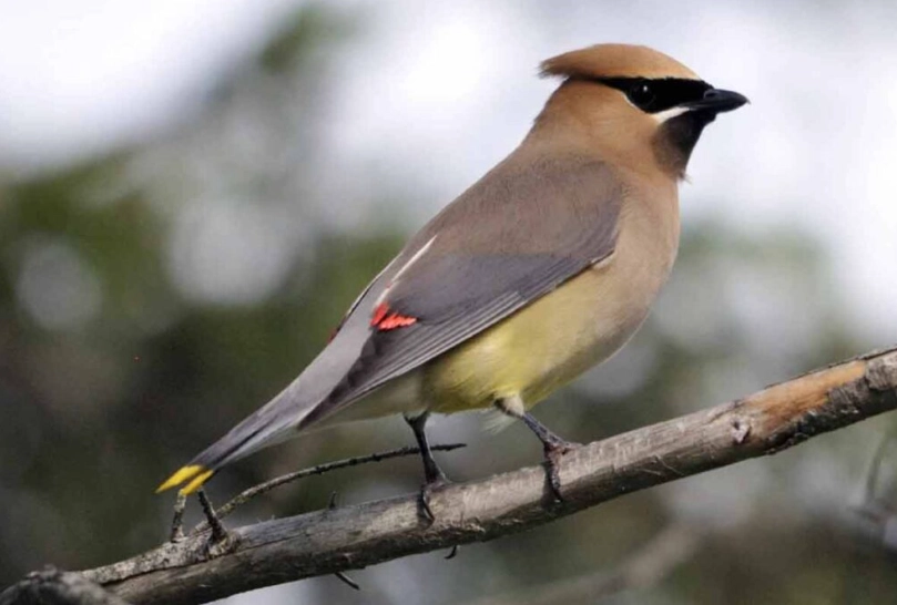 cedar waxwing call