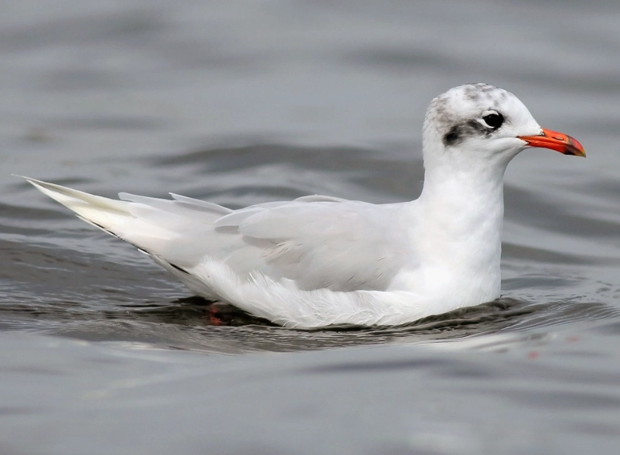 Mediterranean birding