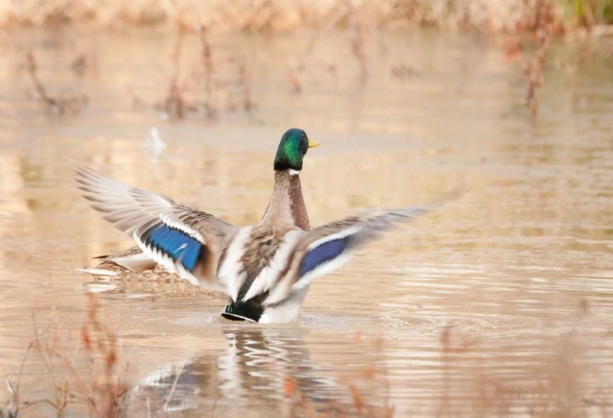 mallard duck identification
