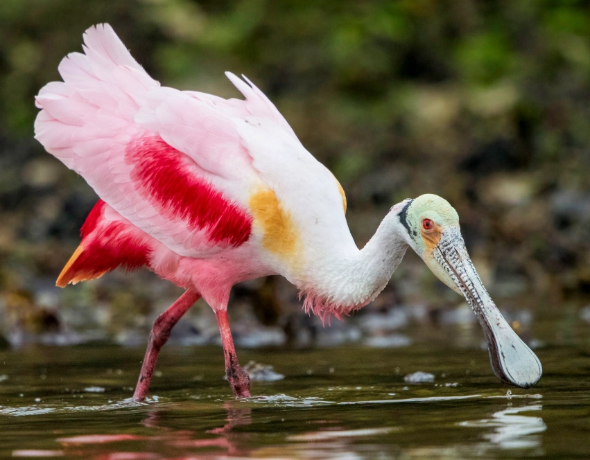 where to see roseate spoonbill
