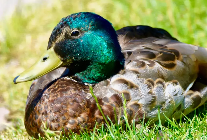 where to find mallards