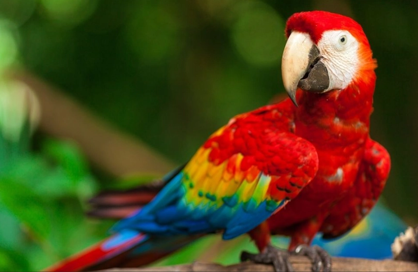 amazon rainforest birds