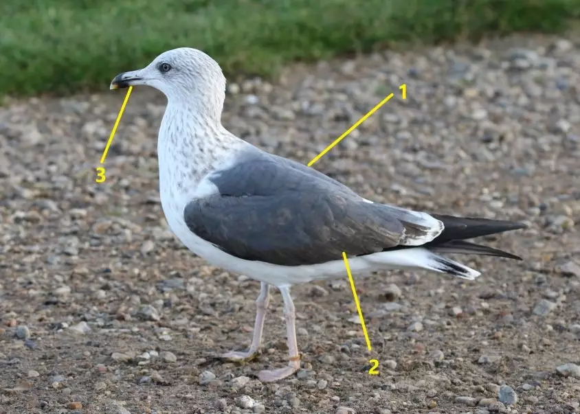 seagull identification