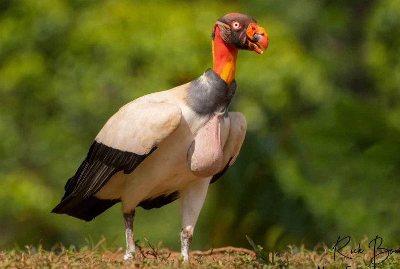 best birding spots central america