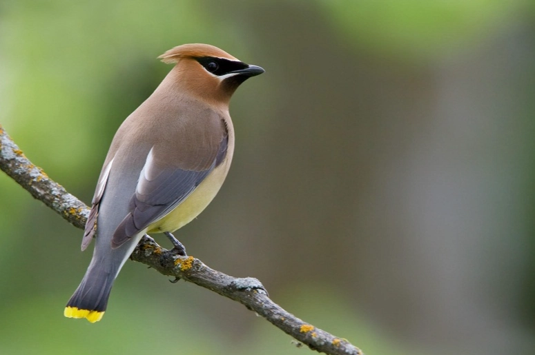 cedar waxwing identification