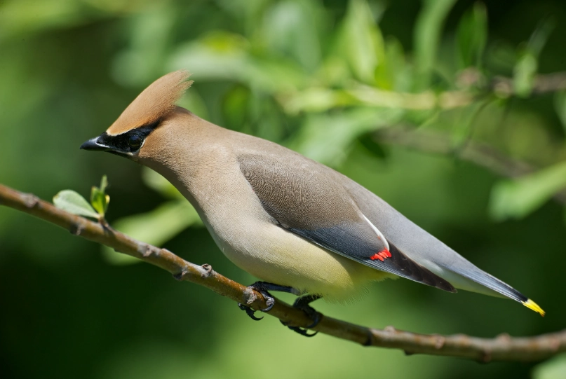 cedar waxwing call