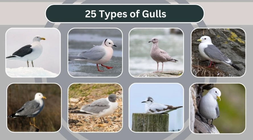 seagull identification