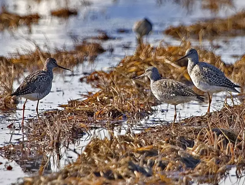 top US birding locations
