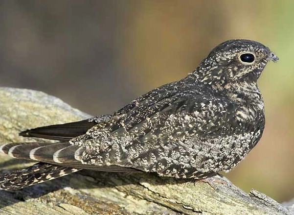nightjar guide