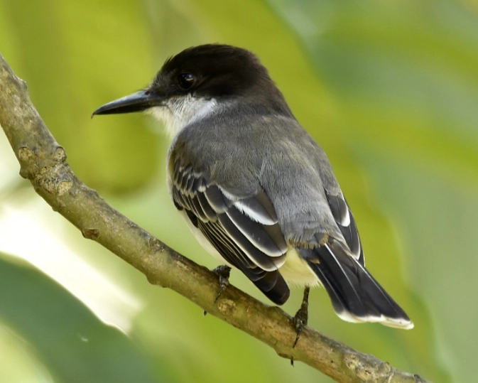 jamaican endemic birds