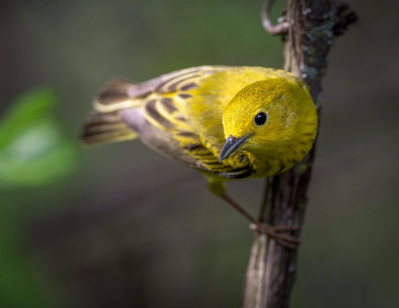 best birding spots USA