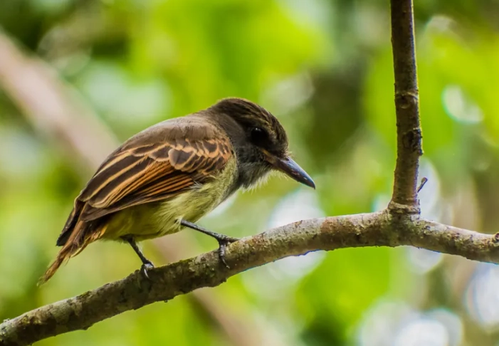 jamaican hummingbirds