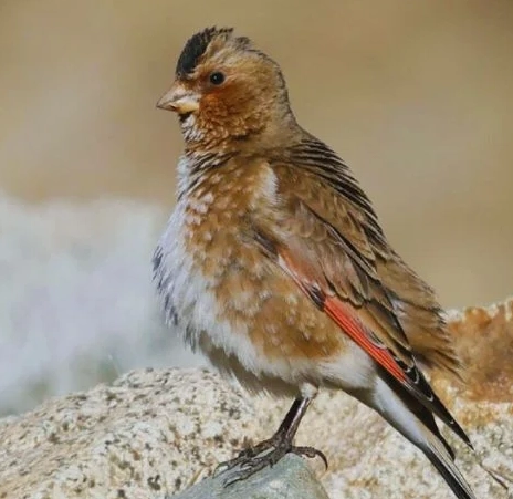 birdwatching Morocco guide