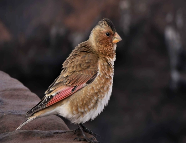 Atlas Mountains birds species