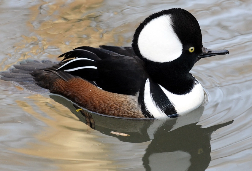 hooded merganser birding
