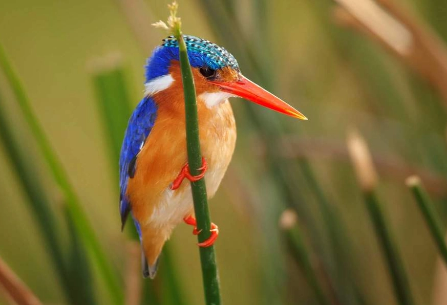 birding hotspots United States