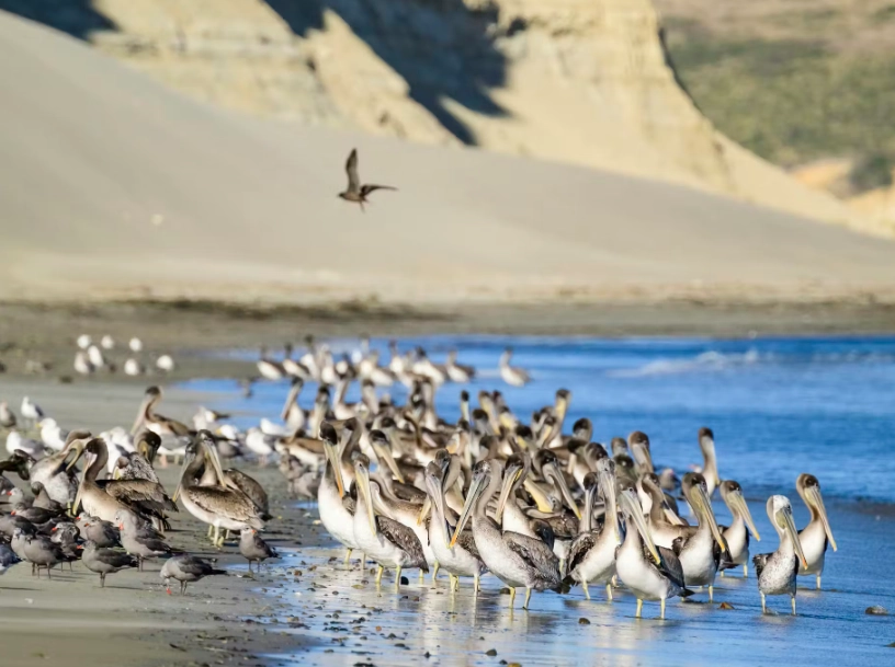 top US birding locations