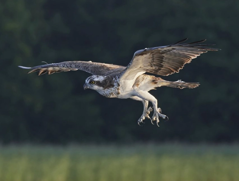 best birding spots USA