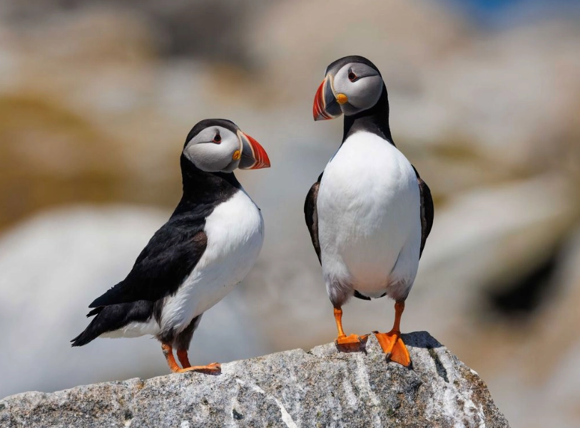 top birding locations America