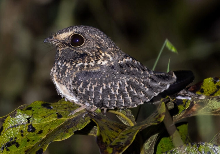 nighthawk identification