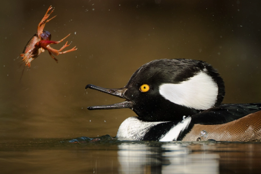 hooded merganser identification