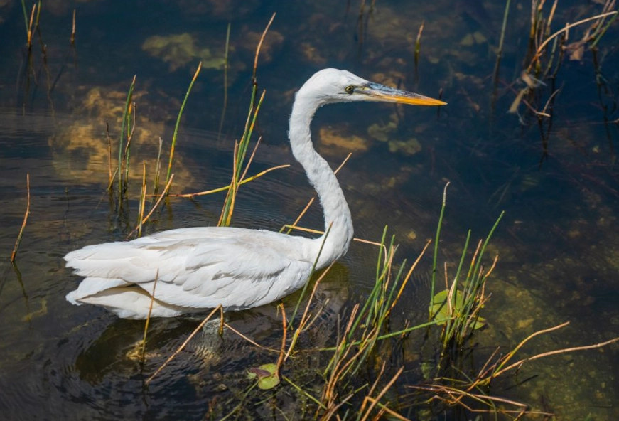 best birding spots USA