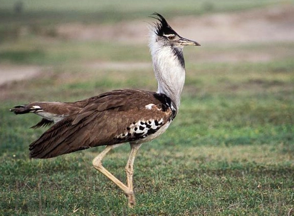 Tanzania birds checklist
