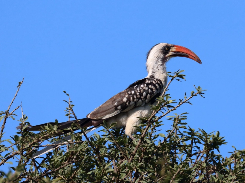 African birds of prey