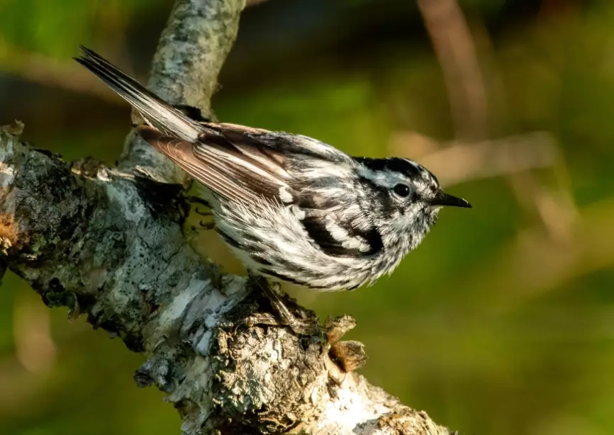 best bird watching spots USA