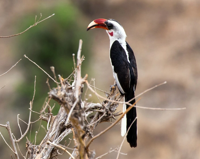 Serengeti birding guide