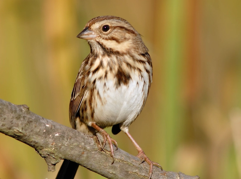 best bird watching spots USA