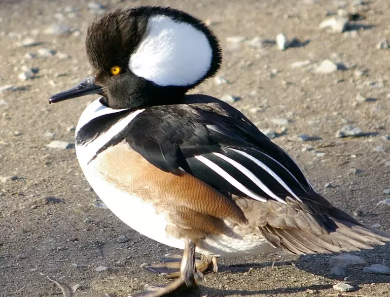 hooded merganser identification