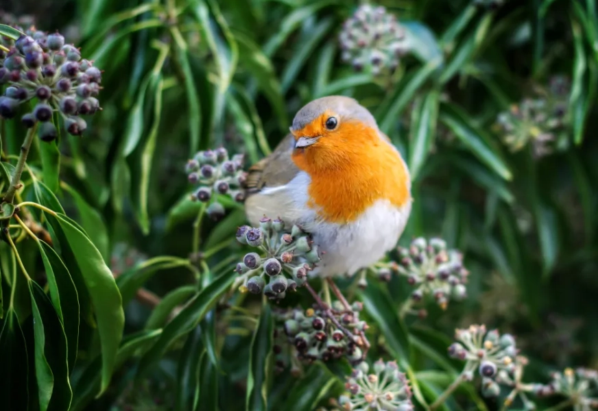 best bird watching spots USA