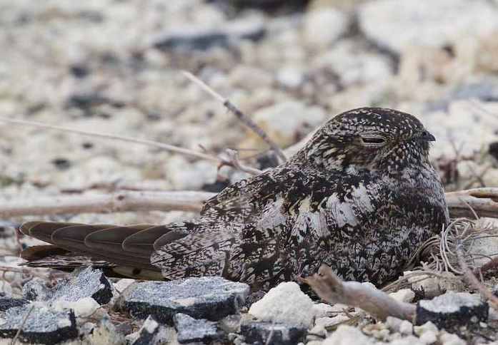nocturnal birdwatching