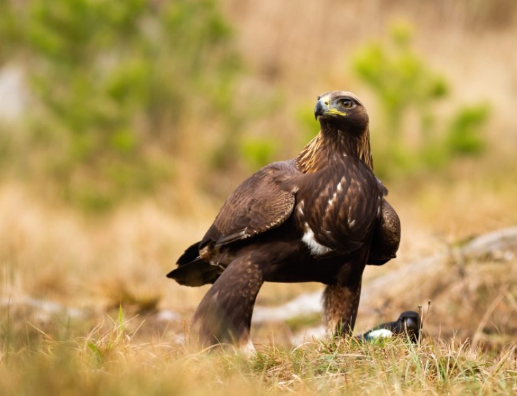 birdwatching hotspots America