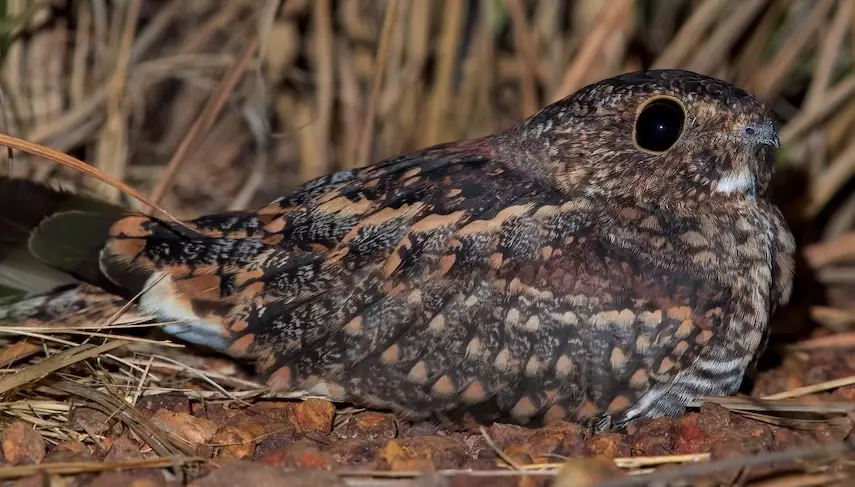 nighthawk identification