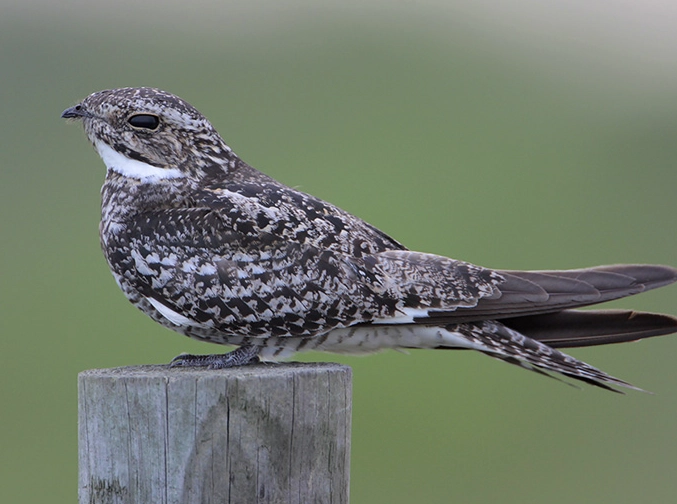 nocturnal birdwatching