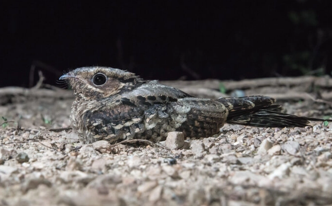 nightjar guide
