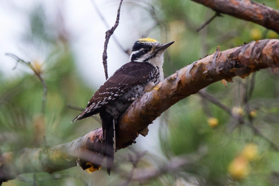 top birding spots in the world